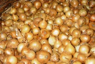 Cebollas de platillo