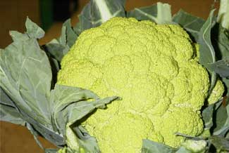 Broquil verde