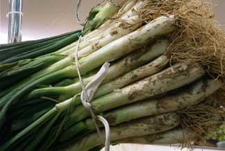 Calçots