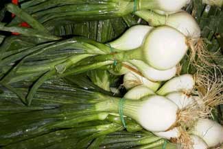 Cebollas tiernas