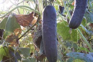 Pepino