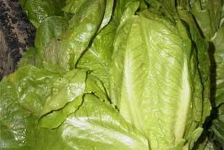 Lechuga larga,