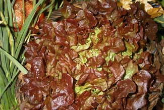 Lechuga hoja de roble