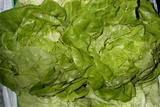 Lechuga Trocadero