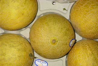 Melón galia