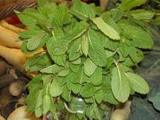 Menta