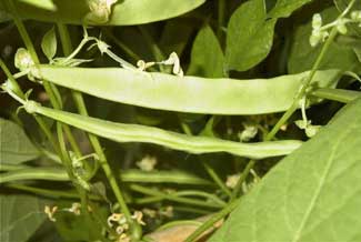 Judia verde