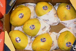 Papaya