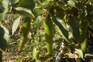 Pimiento verde