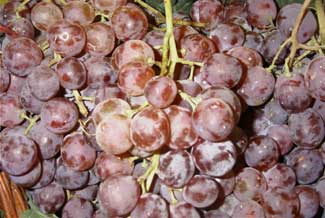 Uva negra (italia)