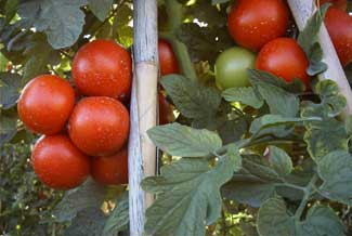 Tomate de rama,