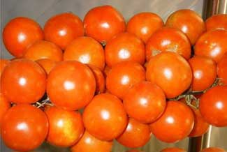 Tomate de colgar