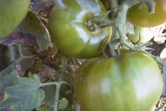Tomate verde