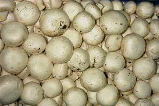 ChampiÃ±ones