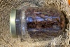 Pansas sultanas