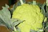 Broquil verde
