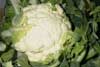 Coliflor