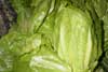 Lechuga larga,