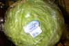 Lechuga Iceberg