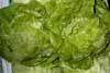 Lechuga Trocadero