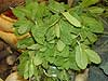 Menta