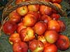 Nectarina