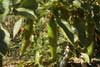 Pimiento verde