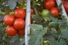 Tomate de rama,