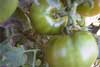 Tomate verde