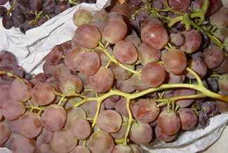 Raim rosat