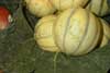 Melo cantallop